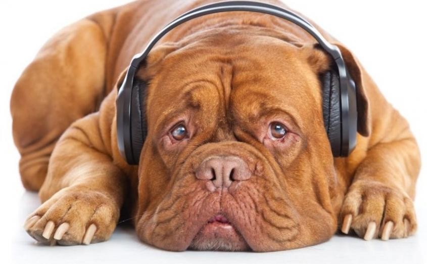 sad dog wears headphones to cover noise